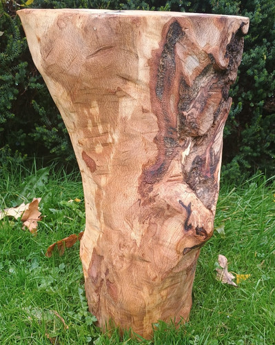Beech wood log table - , rustic